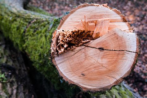 биоиндикаторы повреждения деревьев